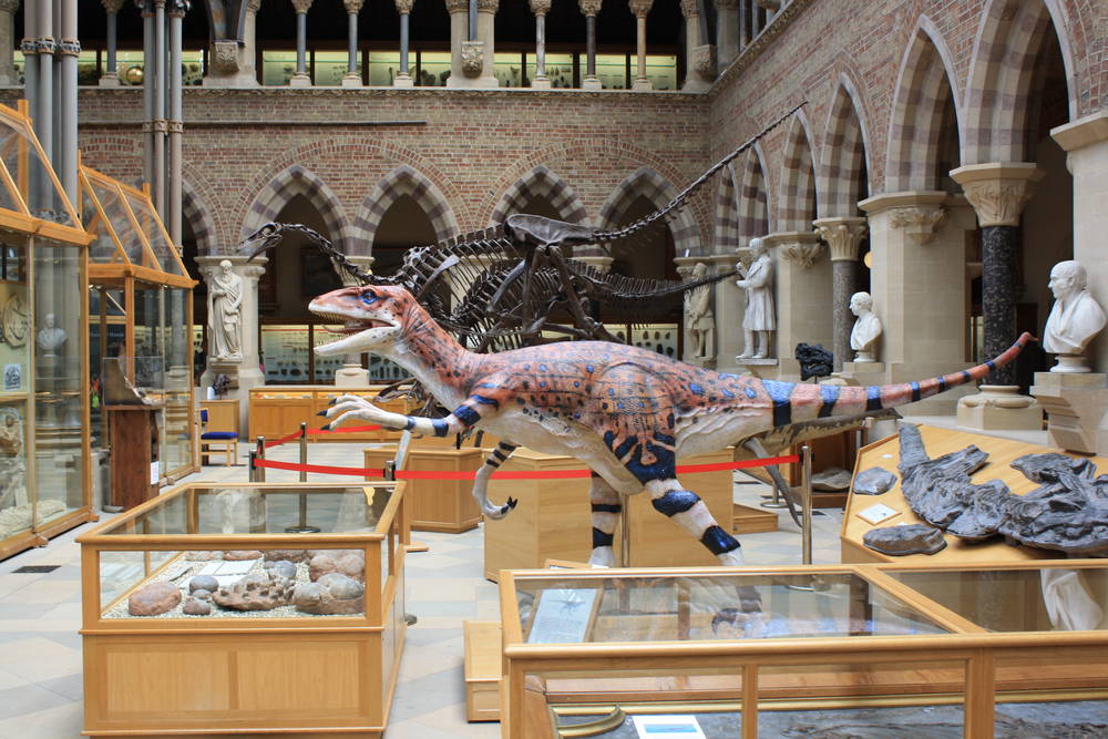 oxford-seedo-oxford-natural-history-museum-museums-galleries-2199-large