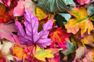 How To Get Over The Autumn Blues